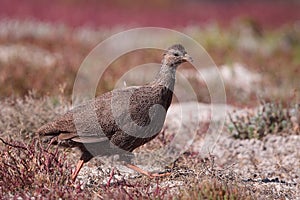 Cape Spurfowl