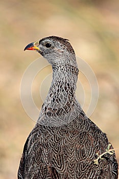 Cape Spurfowl