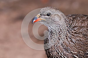 Cape Spurfowl Bird Head Portrait Close-up Pternistis capensis