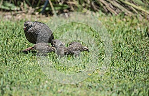 Cape spurfowl, or Cape francolin Pternistis capensis with 3 juveniles foraging on green grass