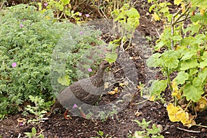 Cape Spurfowl with chick