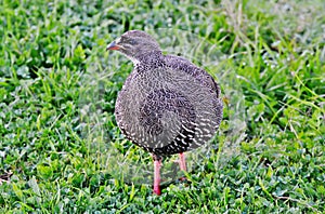Cape Spurfowl