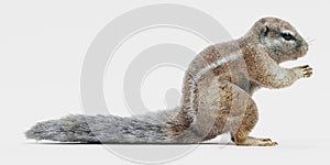 Cape Squirrrel