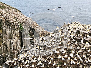 Cape St. Mary`s ecological reserve