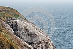 Cape St. Mary`s Ecological Reserve, Newfoundland