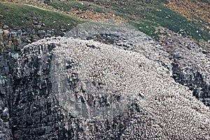 Cape St. Mary`s Ecological Reserve, Newfoundland