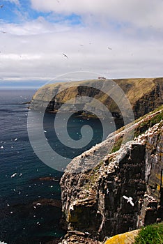 Cape St. Mary's Seabird Ecological Reserve