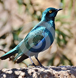 Cape Starling Lamprotornis nitens