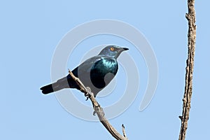 Cape starling, Lamprotornis nitens