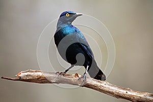 The Cape starling, red-shouldered glossy-starling or Cape glossy starling Lamprotornis nitens on the branch. Metallic blue bird