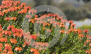 Cape Sugar bird