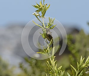 Cape Sugar bird, with beak open and sitting milkweed plant
