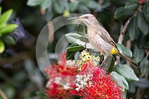 Cape sugar bird looking for nectar in red flowers of bottle brush