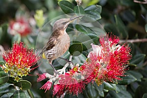 Cape sugar bird looking for nectar in red flowers of bottle brush