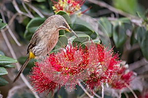 Cape sugar bird looking for nectar in red flowers of bottle brush