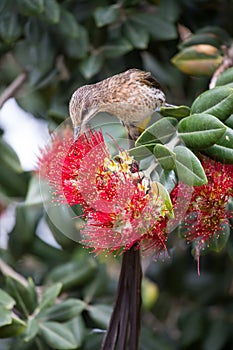 Cape sugar bird looking for nectar in red flowers of bottle brush