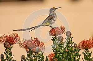 Cape Sugar bird, male, with long tail