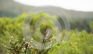 Cape Sugar bird, male, Promerops cafer, with beak open as if singing photo