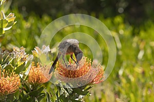 Cape Sugar bird, male, Promerops cafer, bending down to reach nectar