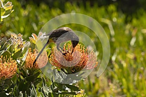 Cape Sugar bird, male, Promerops cafer, bending down to reach nectar