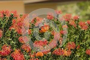 Cape Sugar bird, male, Promerops cafer, drinking nectar from orange Pincushion Fynbos