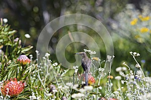 Cape Sugar bird, male,  Promerops cafer, looking left and sitting on  orange blooms of Pincushion F