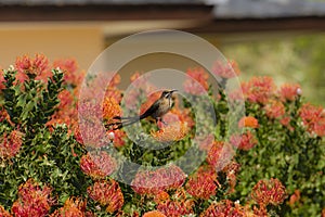 Cape Sugar bird, male, Promerops cafer, looking right and perched on orange Pincushion Fynbos