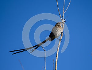 Cape Sugar bird, male, Promerops cafer, sitting on branch twig with intense blue sky in background.