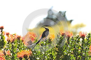 Cape Sugar bird, male, Promerops cafer, sitting on full bloom Pincushion Fynbos