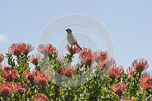 Cape Sugar bird, male,  Promerops cafer, sitting high on  orange blooms of Pincushion Fynbos, with blue sky