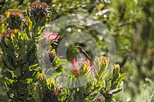 Cape Sugar bird, male,  Promerops cafer, sitting high on  orange blooms of Pincushion Fynbos, with blue sky