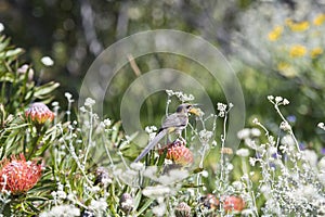 Cape Sugar bird, male,  Promerops cafer, sitting on  orange blooms of Pincushion Fynbos, with blurred