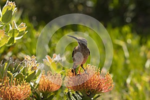 Cape Sugar bird, male, Promerops cafer,sitting on orange Pin Cushion Protea