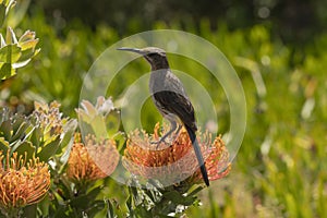 Cape Sugar bird, male, Promerops cafer, sitting on orange Pin Cushion Protea flower, looking left