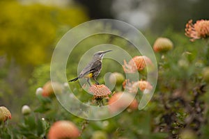 Cape Sugar bird, male, Promerops cafer, sitting on Pincushion Fynbos, with back to camera