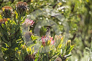 Cape Sugar bird, male,  Promerops cafer, sitting on pink blooms of Pincushion Fynbos