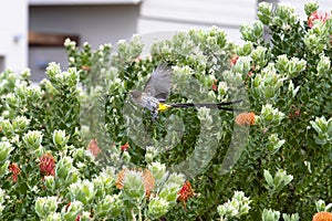 Cape Sugar bird, male, Promerops cafer, taking flight from green foliage