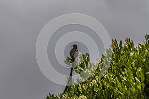 Cape Sugar bird, Promerops cafer , with beak open,sitting on top of green shrub