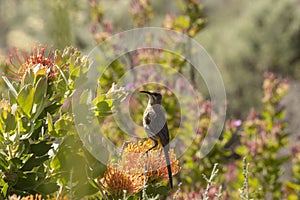 Cape Sugar bird, Promerops cafer, looking to left on orange flower