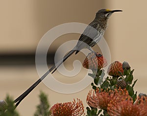 Cape Sugar bird, Promerops cafer, on orange fynbos