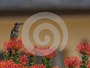 Cape Sugar Bird, Promerops cafer, sitting on orange pin cushio f