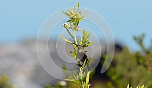 Cape Sugar bird, Promerops cafer, sitting on poisonous milweed