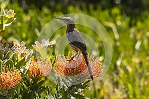 Cape sugar bird, Promerops cafer , sitting on top of orange pincusion protea bloom