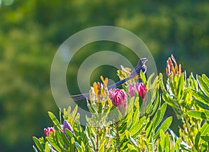 Cape Sugar birds, Promerops cafer , sitting on top of pink Protea cynaroides