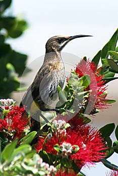 Cape sugarbird