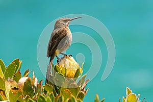 Cape Sugarbird