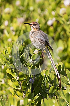 Cape Sugarbird