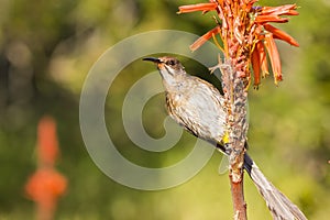 Cape Sugarbird