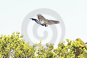 Cape Sugarbird. Bird in flight.