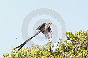 Cape Sugarbird. Bird in flight.